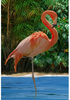 Hoffman Fabrics Call of the Wild Flamingo V5335