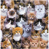 Elizabeth Adorable Pets