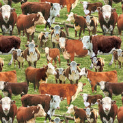 TT Hereford Cow in Corral
