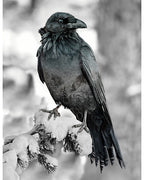 Hoffman Fabric Call of the Wild- Raven