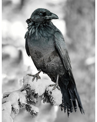 Hoffman Fabric Call of the Wild- Raven