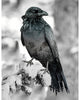 Hoffman Fabric Call of the Wild- Raven Quilt Kit