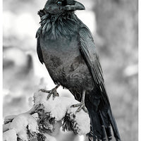 Hoffman Fabric Call of the Wild- Raven Quilt Kit