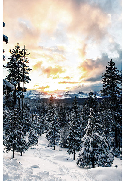 Hoffman Fabrics Call of the Wild- Dawn 44"